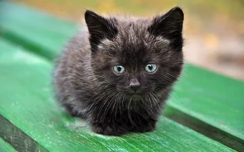 Создать мем: серый котенок, черный кот, невская маскарадная котята черные