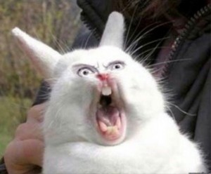 Создать мем: орущий кролик, орущий заяц мем, злой кролик