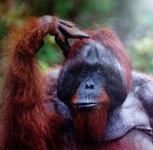 Создать мем: monkey, orangutan, Орангунтан позирует