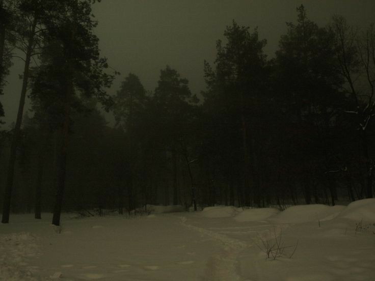 Создать мем: густой лес ночью, ночью в лесу, зима лес ночь