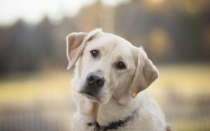 Create meme: Labrador puppy, Labrador Retriever, Labrador