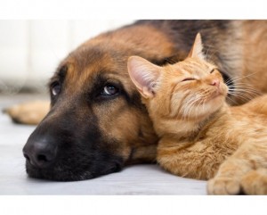 Создать мем: котики и собачки, коты и собаки, кошка с собакой фото дружбы