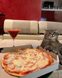 Create meme: pizza, pizza cat, pizza