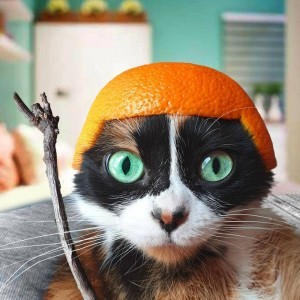 Create meme: cat orange, The mandarin cat, a cat with a tangerine on its head