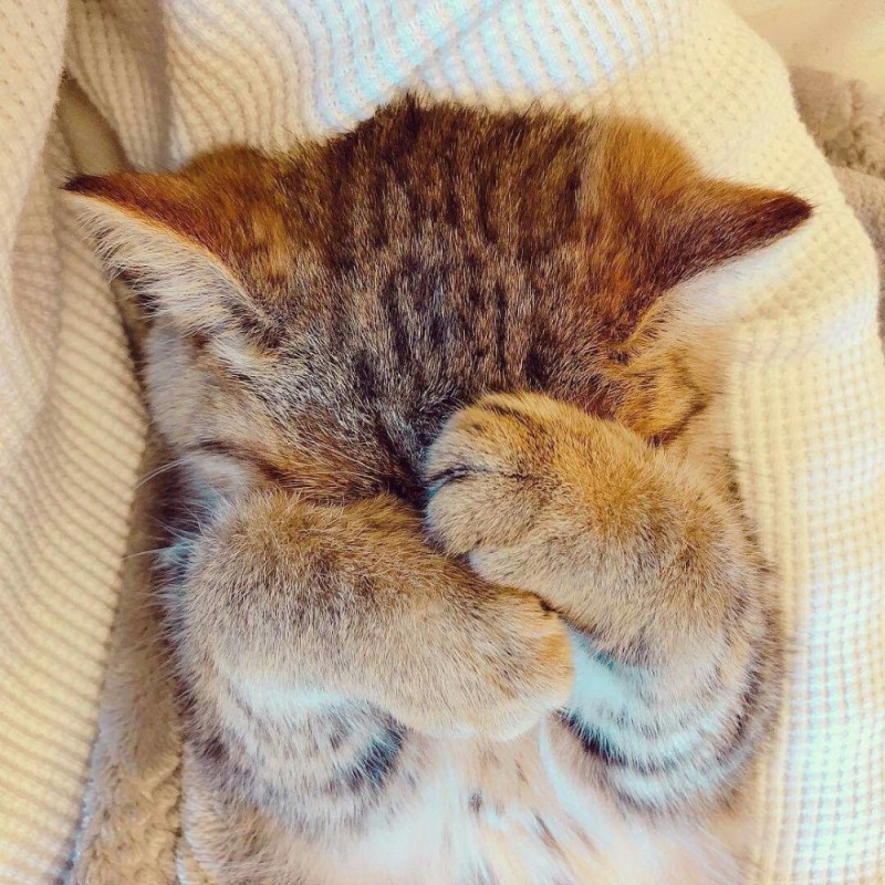 Create meme: sleeping cat , animals cute, The cat hides his nose