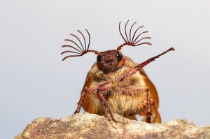 Create meme: insects, chafer macro, animal