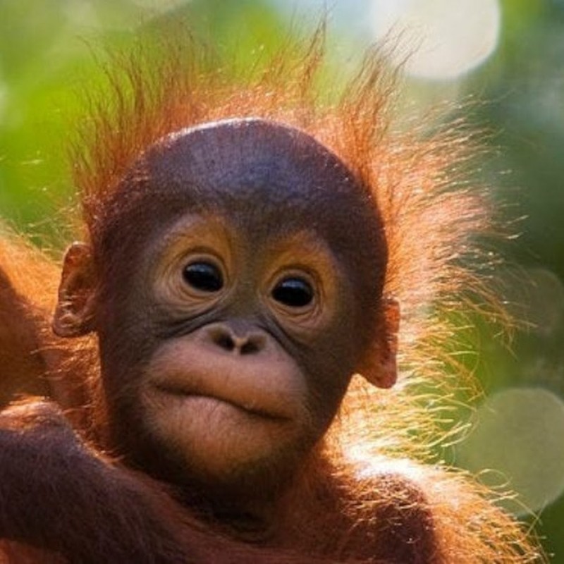 Create meme: the baby orangutan, orangutan , little orangutan