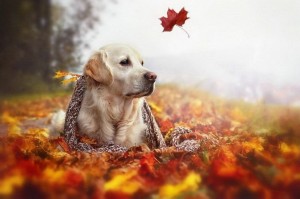 Создать мем: листья осень, собака в доме, что такое осень