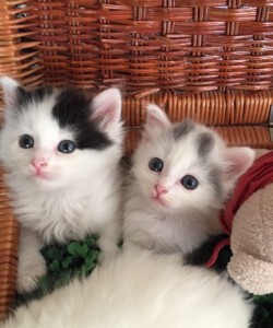 Create meme: very small kittens, kitty white, cute kittens