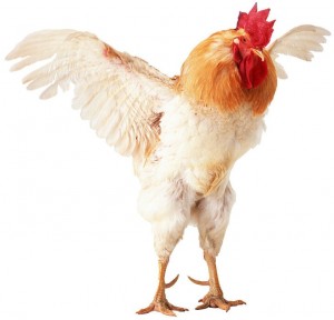 Create meme: Cockerel, rooster, petushara