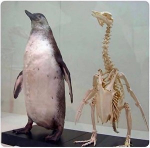 Создать мем: пингвин, у пингвинов есть коленки, у пингвинов есть колени