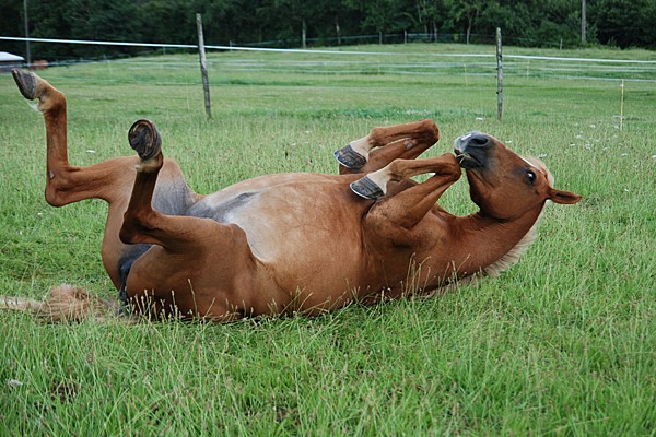 Create meme: lying horse, a recumbent horse, horse 