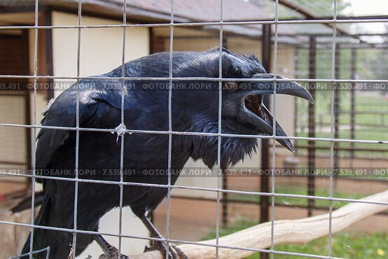Create meme: crow , a cage for a crow, The raven in the cage