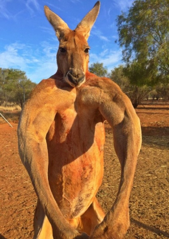 Создать мем: самец кенгуру, кенгуру мышцы, кенгуру роджер