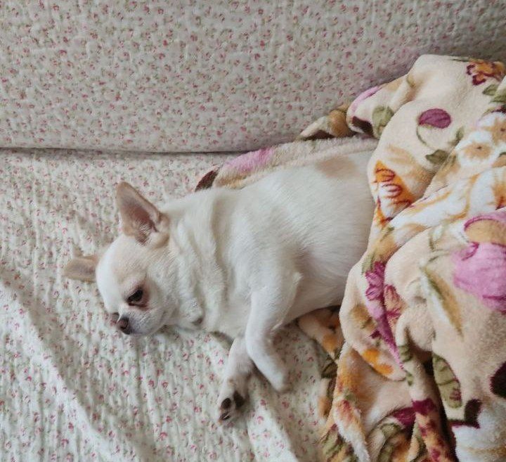 Create meme: Chihuahua is sleeping, The French bulldog puppy is lying down, chihuahua