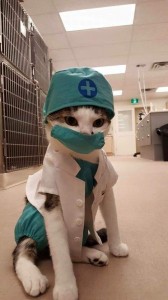 Create meme: cat, Dr. cat, the cat doctor