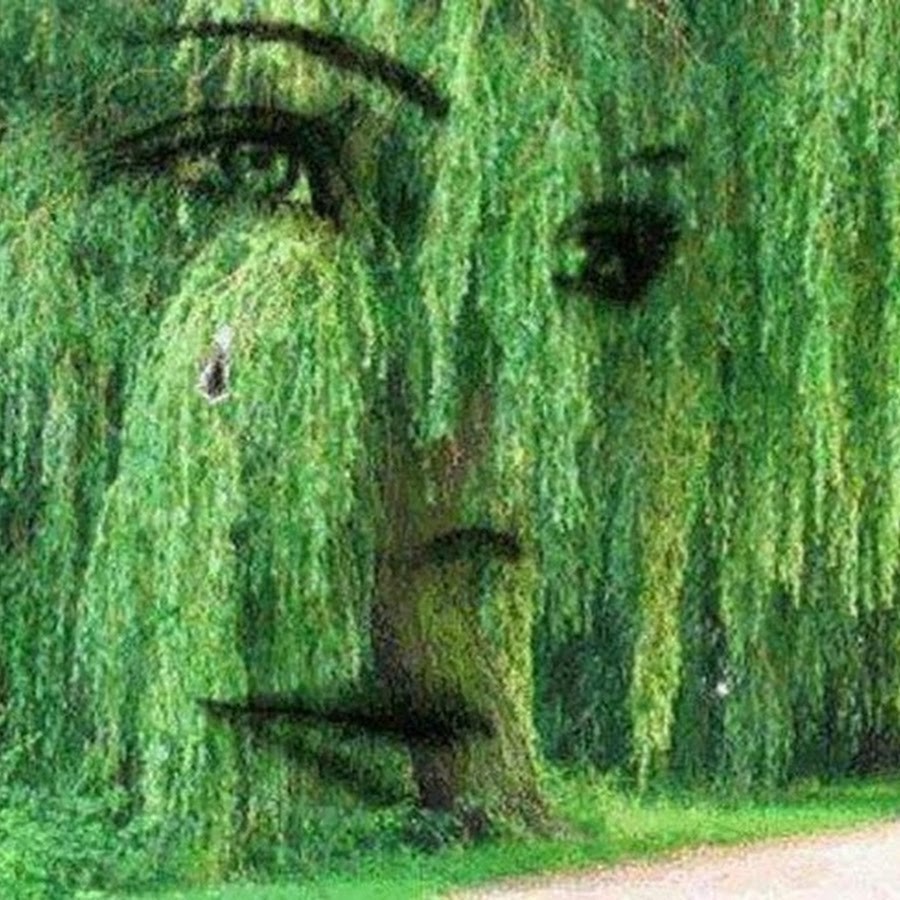 Над речкой ива свесила зеленую. Плакучая Ива дерево. Горько плакала Ива горько плакала Ива. Плакучая Ива плачет. Ива краснолистная плакучая.