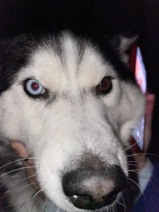 Create meme: Siberian husky, husky