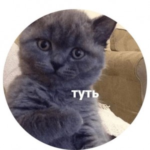 Создать мем: мем котик, туть мем кот, котик туть мем