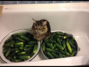 Create meme: cucumber, cucumber, the cat and cucumber