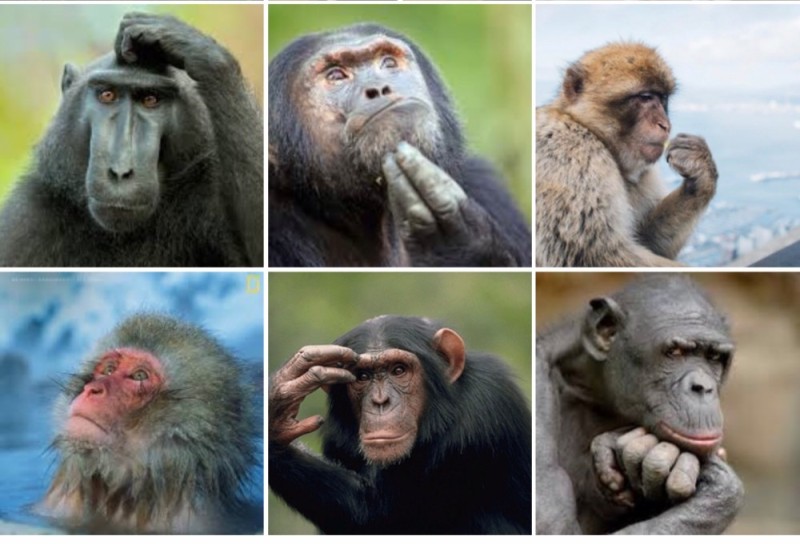 Create meme: pensive monkey , people , chimpanzees 