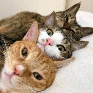 Create meme: funny cats, cute cats, three cats
