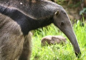 Create meme: anteater animal photo, the nose of the anteater, picture of anteater