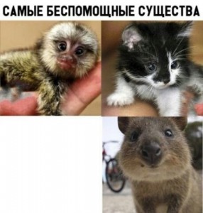Create meme: the little monkey, the smallest animals, the smallest animal in the world