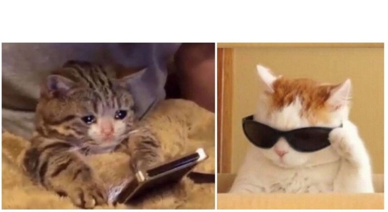 Create meme: a cat with a phone, sad cat , cat 