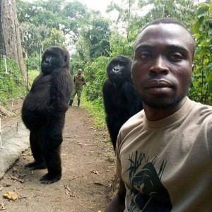 Создать мем: две гориллы, горилла и человек, горная горилла