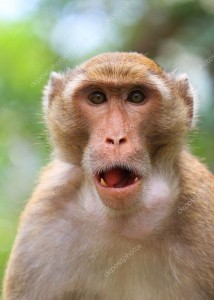 Создать мем: удивленная обезьяна, обезьяна со светлой кожей, обезьяна морда