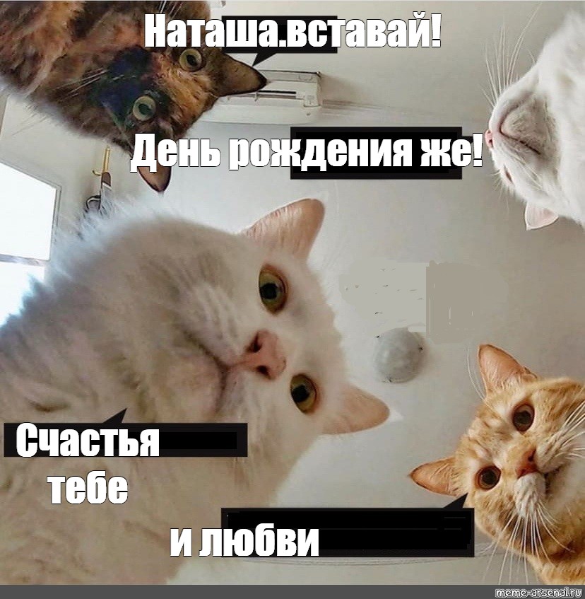 День кошки, Кошка/Мем. 