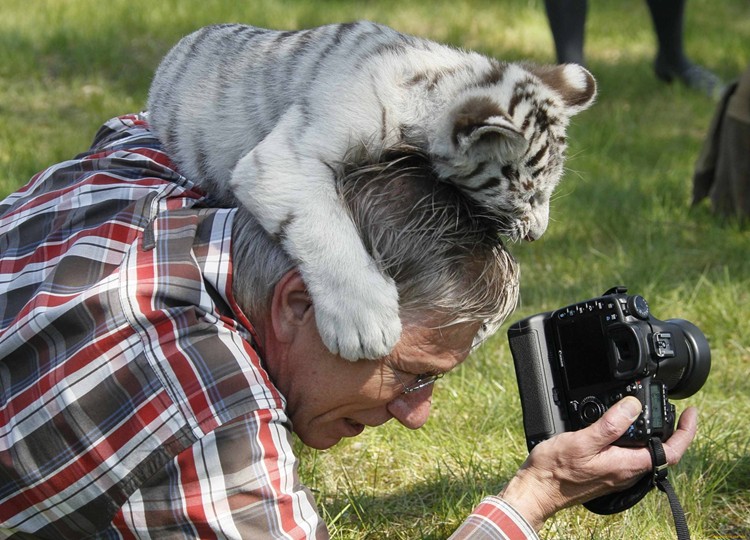 Create meme: Bengal tiger , tiger , photographing animals