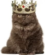 Create meme: Persian cat, cat, Standards