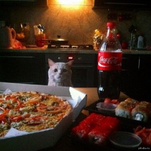 Создать мем: Кот и еда