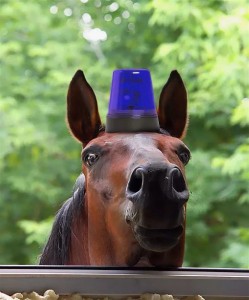 Create meme: I love horses, horse mounted police, a police horse