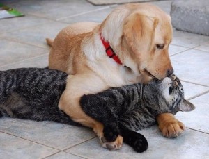 Create meme: dog and cat, cat and dog, cat and dog hug