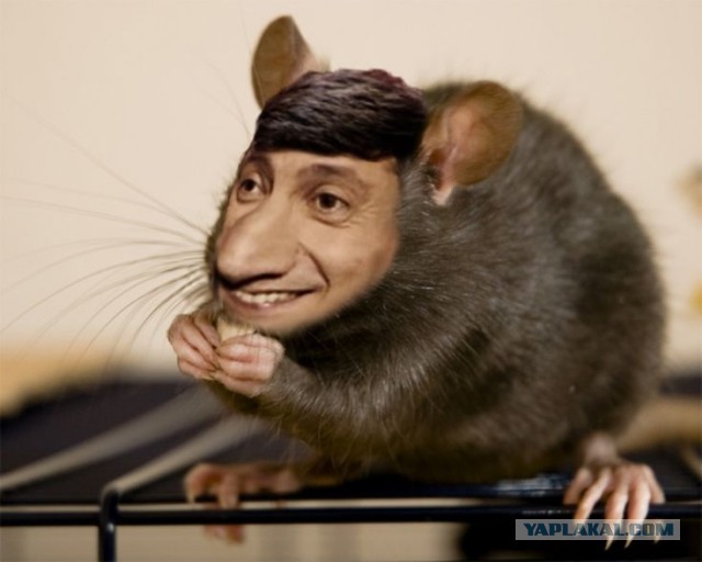 Create meme: rat Dumbo agouti, Zelensky the rat, rat common