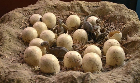 Создать мем: динозавр высиживает яйца, окаменелое яйцо динозавра, пустыня гоби яйца динозавров