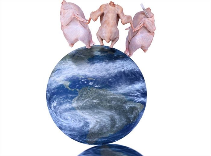 Создать мем: курица на белом фоне, мясо птицы, terrestrial globe