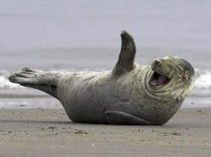 Create meme: Seal laughs