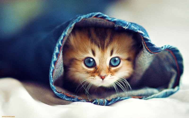 Создать мем: самый милый котенок в мире, милые кошечки, очень красивые котики