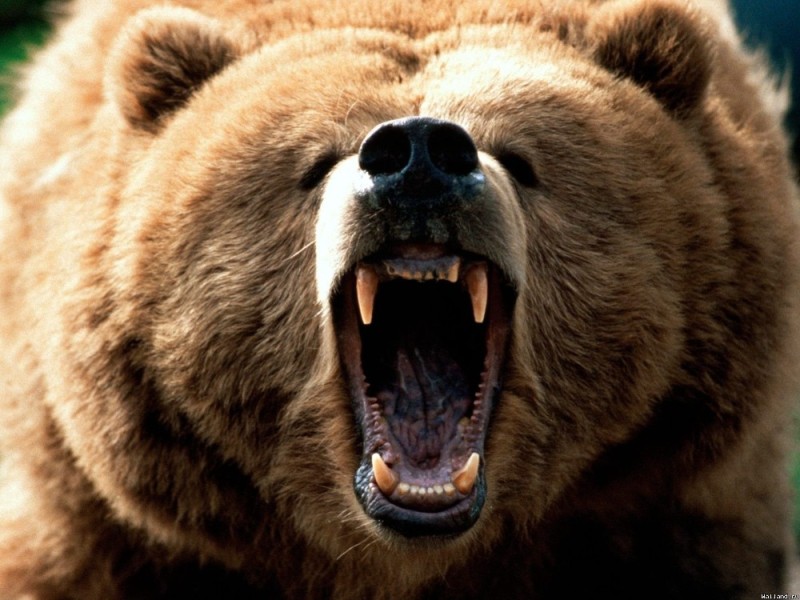 Create meme: ferocious bear, angry bear, bear grin