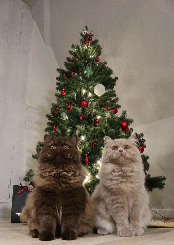 Создать мем: кошка, кошечка красивая, кот с подарками под елкой