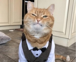 Создать мем: котики смешные, котик в галстуке, кот боб
