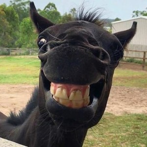 Создать мем: улыбающиеся животные, животные смешные, ржание лошади