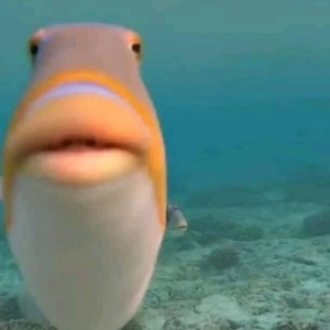 Создать мем: fish meme, staring fish, funny fish