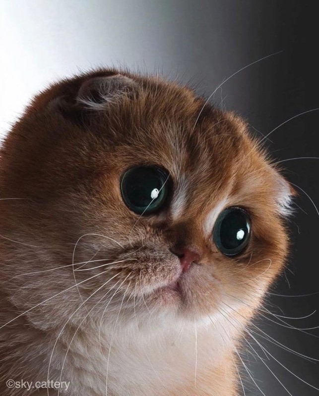 Создать мем: глазастый котик, милые глазки котика