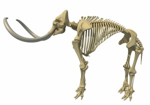 Создать мем: скелет шерстистого мамонта, скелет мастодонта, скелет индийского слона