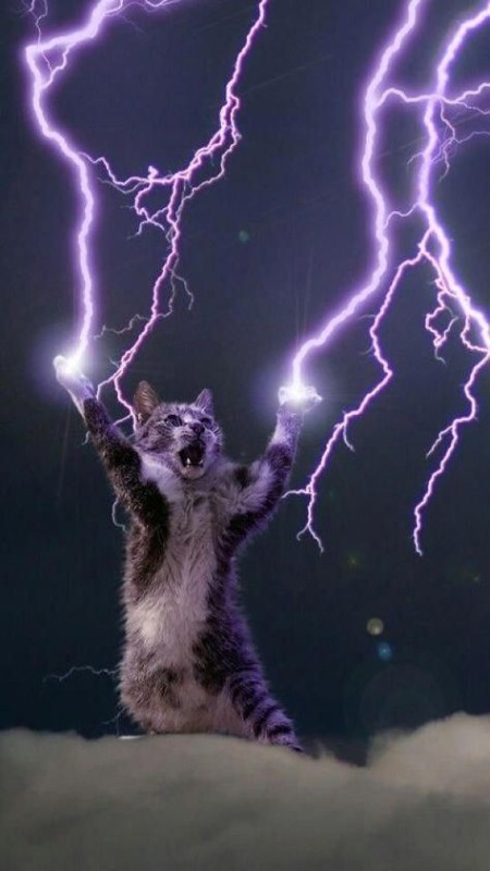 Создать мем: грозовой кошак, голубая молния кошка, кошка молния
